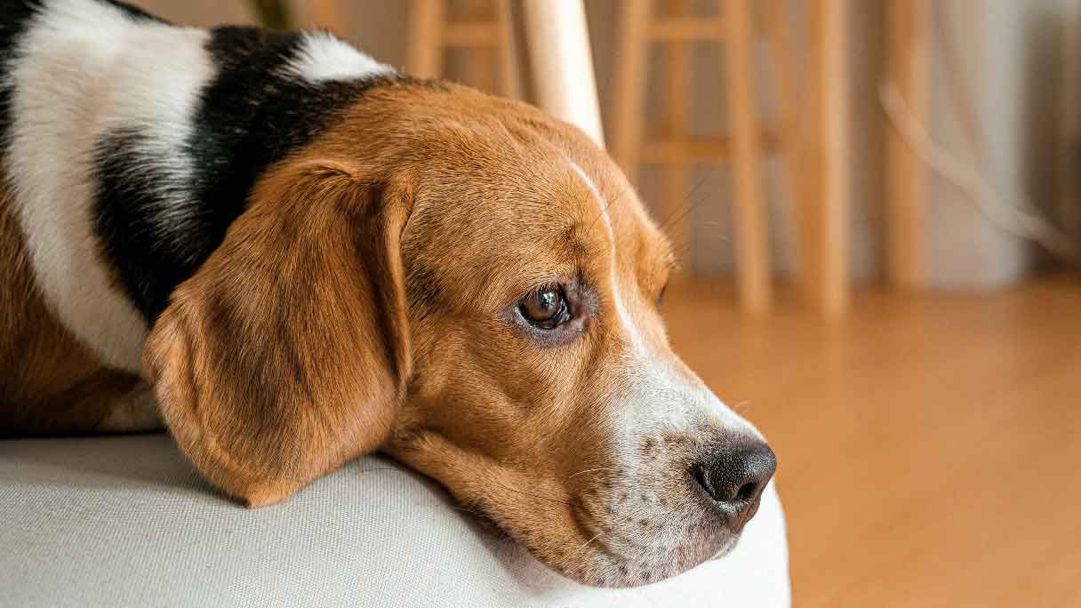 Tanda Kanker Dari Anjing Peliharaan Yang Wajib Di Waspadai