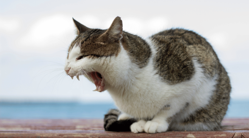 Tanda Kucing Yang Sudah Terinfeksi Rabies