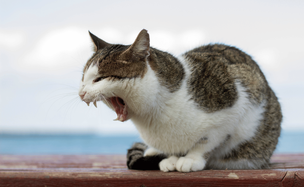 Tanda Kucing Yang Sudah Terinfeksi Rabies