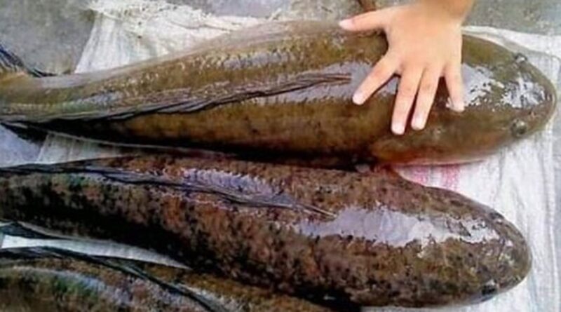 Ikan Gabus Bermanfaat Bagi Pasien Pasca Jalani Operasi