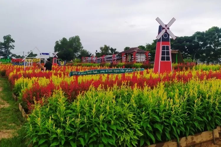 Celosia Spring Hill Tempat Wisata Palembang Yang Lagi Hits
