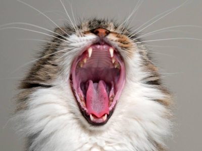 Faktor Kucing Enggan Untuk Makan Wajib Di Pahami