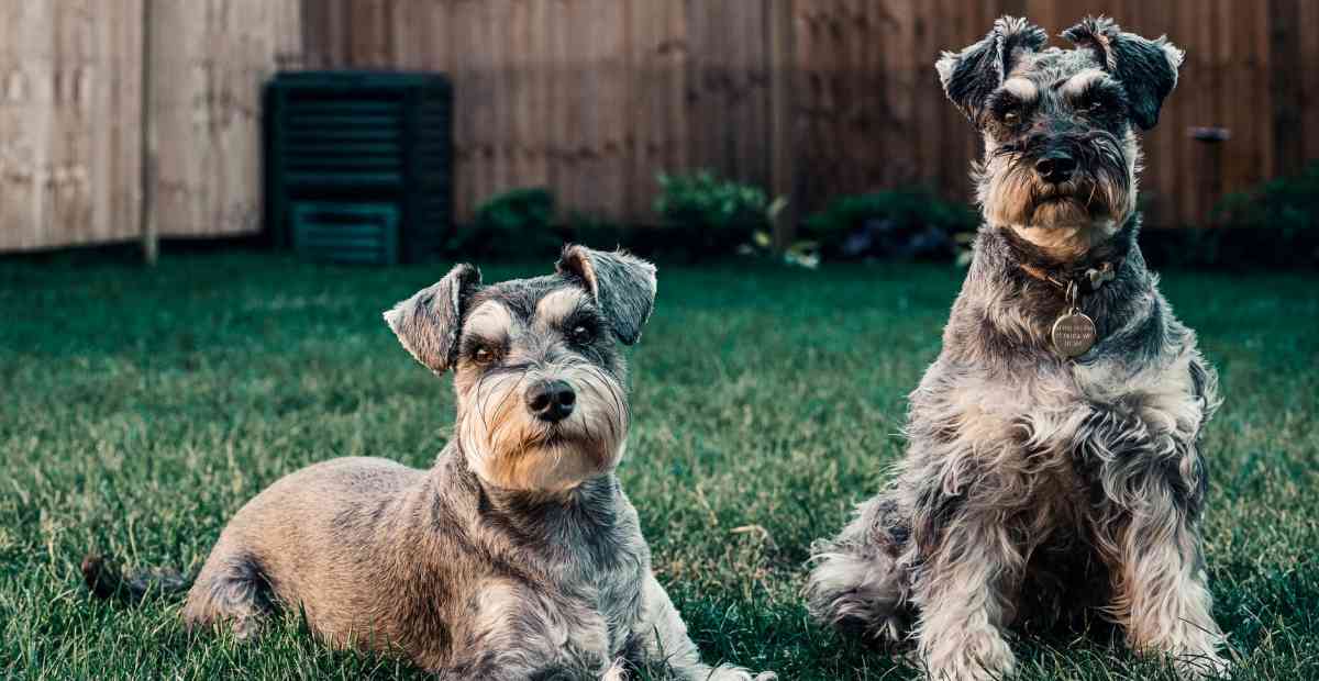 Makanan Berbahaya Yang Wajib Di Ketahui Untuk Anjing
