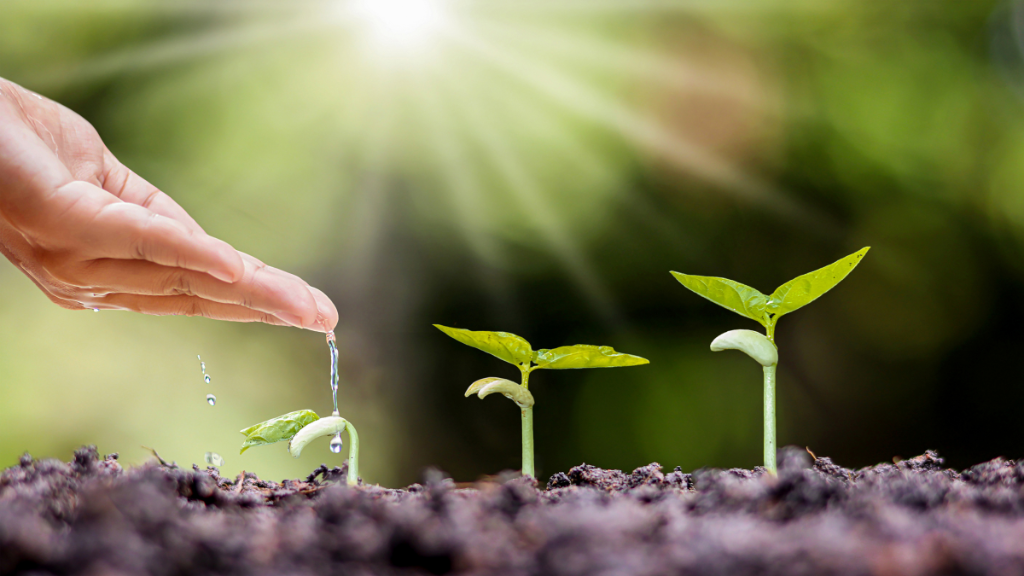 Peran Fitohormon Pertumbuhan Dan Perkembangan Tumbuhan