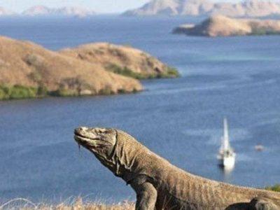 Taman Nasional Komodo Terapkan Buka Tutup? Ini Alasannya