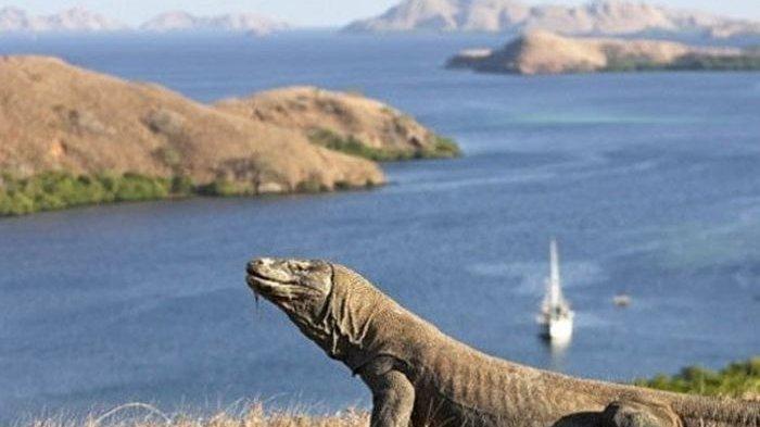 Taman Nasional Komodo Terapkan Buka Tutup? Ini Alasannya