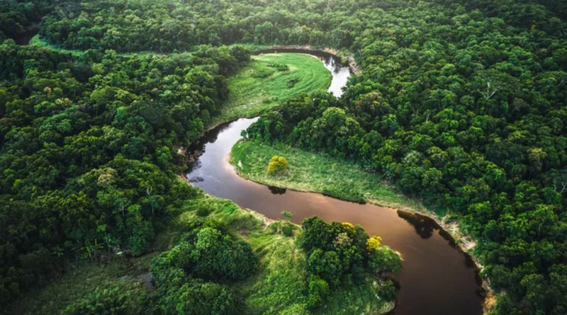 Fakta Menarik Tentang Hutan Amazon Yang Jarang Di Ketahui