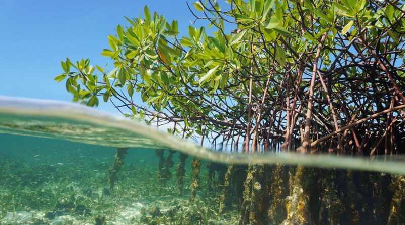 Ekosistem Mangrove Penting Dalam Melawan Perubahan Iklim