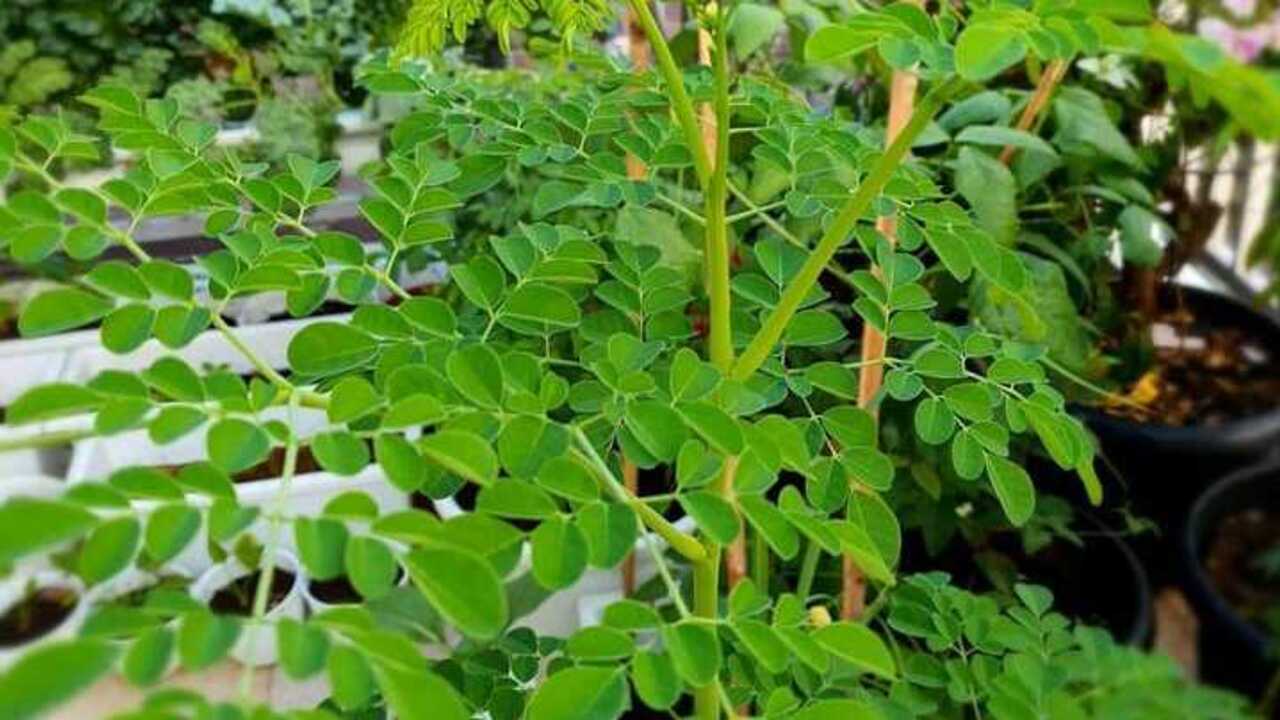 Manfaat Daun Kelor, Superfood Untuk Kesehatan Tubuh Anda