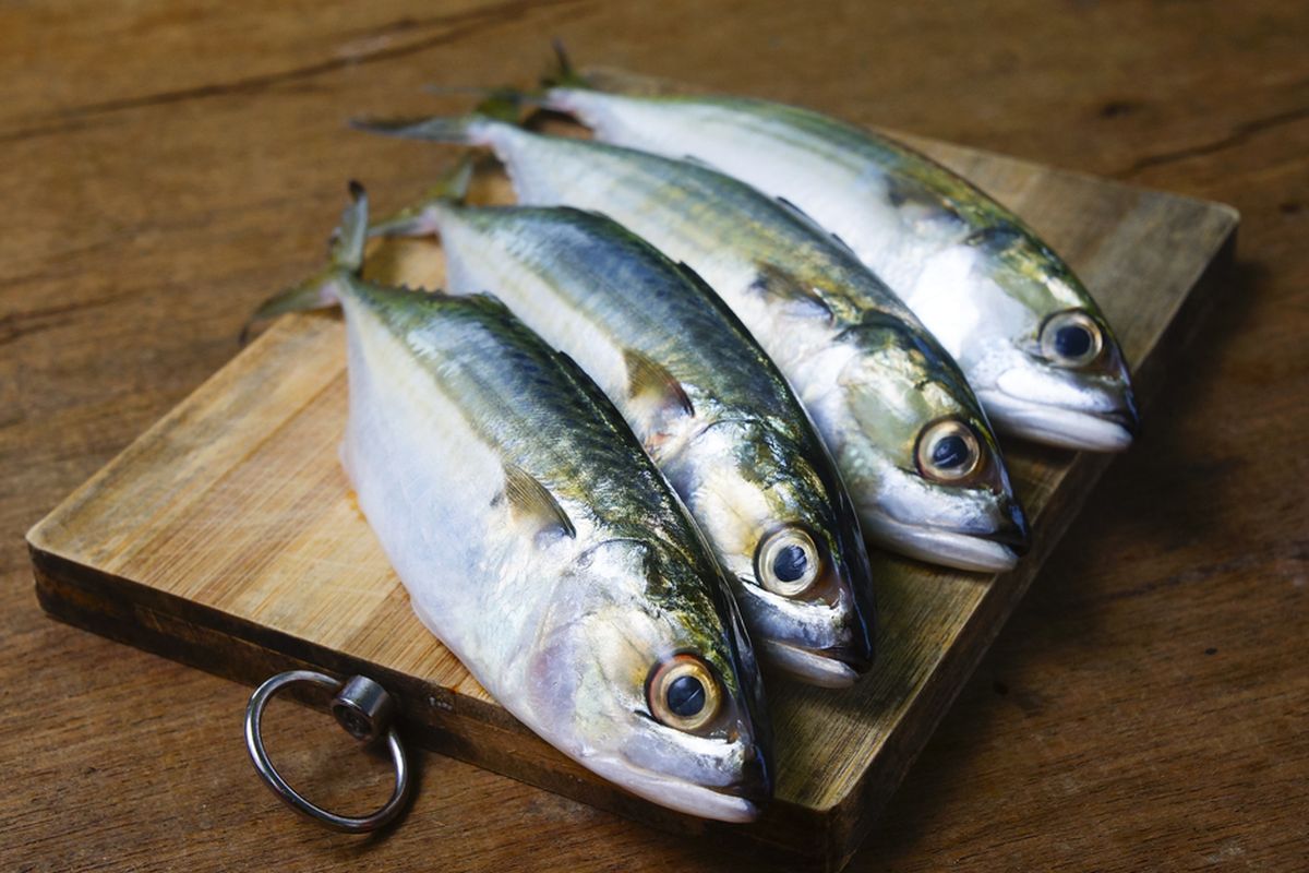 Rekomendasi 4 Ikan Ekonomis Dan Bergizi Tinggi