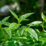 Tanaman Daun Sambiloto Untuk Pengobatan Tradisional