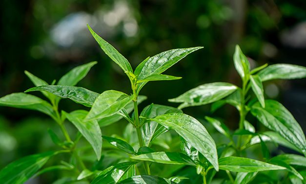 Tanaman Daun Sambiloto Untuk Pengobatan Tradisional