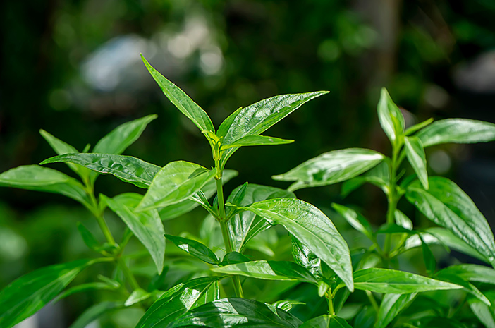 Tanaman Daun Sambiloto Untuk Pengobatan Tradisional