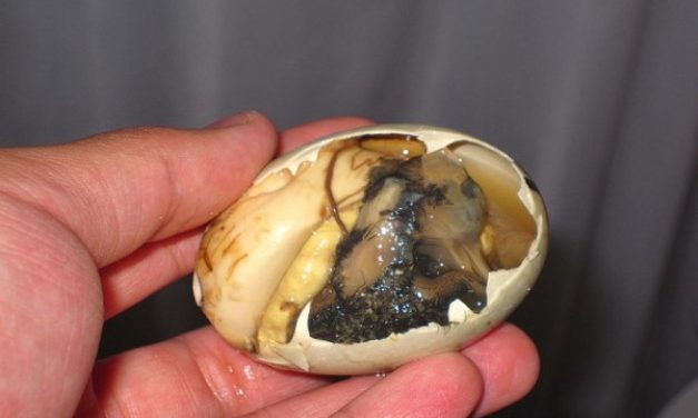 Mencicipi Makanan Unik Balut Dari Filipina Yang Kontroversi