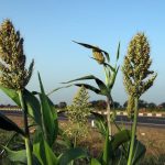 Tanaman Sorgum Bisa Sebagai Pengganti Gandum Di Indonesia