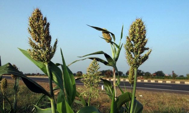 Tanaman Sorgum Bisa Sebagai Pengganti Gandum Di Indonesia
