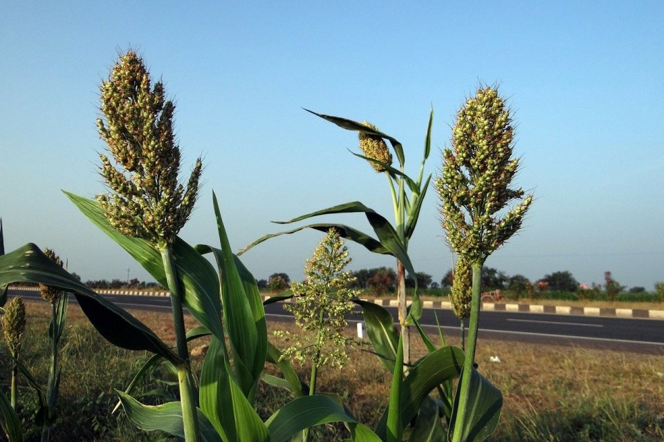 Tanaman Sorgum Bisa Sebagai Pengganti Gandum Di Indonesia
