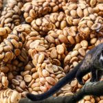 Luwak Kopi Menjadi Kopi Termahal, Kenali Sejarahnya Yuk