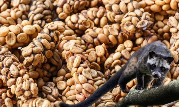 Luwak Kopi Menjadi Kopi Termahal, Kenali Sejarahnya Yuk