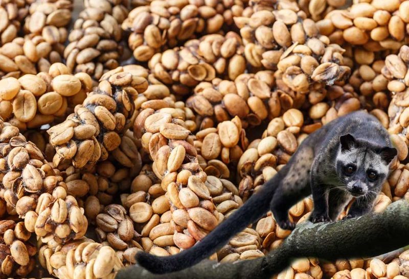 Luwak Kopi