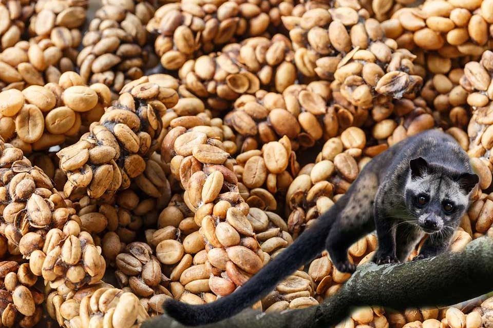 Luwak Kopi Menjadi Kopi Termahal, Kenali Sejarahnya Yuk