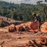 Respons Ekologis Flora Dan Fauna Pegunungan Suhu Berubah