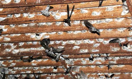 Bisnis Sarang Burung Walet Sekali Panen Jadi Kaya Raya