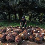 Transformasi Ekonomi Melalui Kelapa Sawit