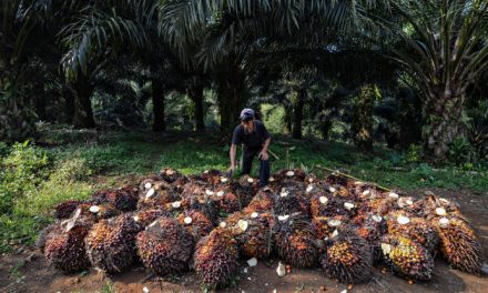 Transformasi Ekonomi Melalui Kelapa Sawit