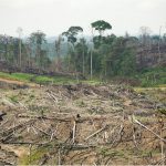 Penebangan Hutan Liar Ancaman Besar Bagi Satwa Liar