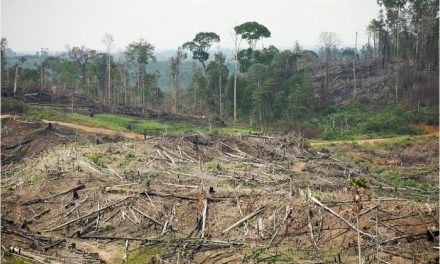 Penebangan Hutan Liar Ancaman Besar Bagi Satwa Liar