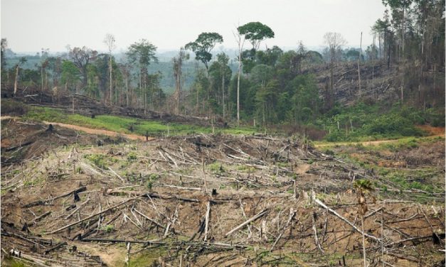 Penebangan Hutan Liar Ancaman Besar Bagi Satwa Liar