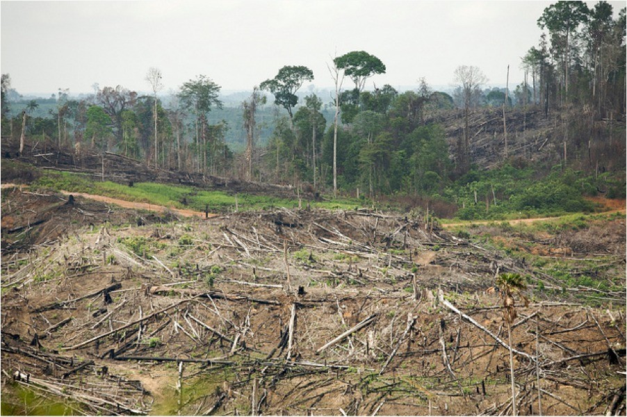 Penebangan Hutan Liar Ancaman Besar Bagi Satwa Liar