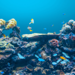 Bahaya Yang Mengintai Biota dalam Ekosistem Perairan