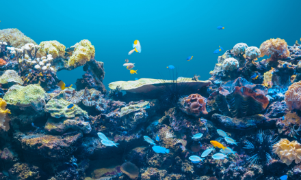 Bahaya Yang Mengintai Biota dalam Ekosistem Perairan