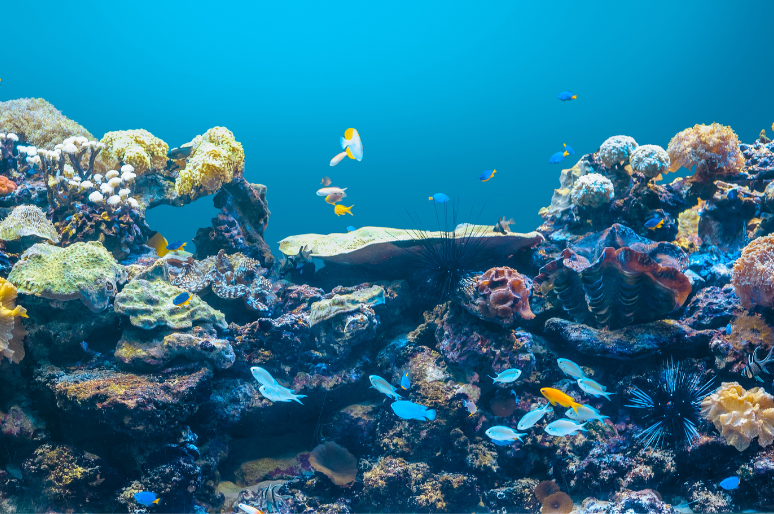 Bahaya Yang Mengintai Biota dalam Ekosistem Perairan